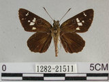 中文名:狹翅弄蝶(1282-21511)學名:Isoteinon lamprospilus formosanus Fruhstorfer, 1911(1282-21511)