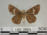 中文名:狹翅弄蝶(1282-20834)學名:Isoteinon lamprospilus formosanus Fruhstorfer, 1911(1282-20834)