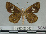 中文名:狹翅弄蝶(1282-21542)學名:Isoteinon lamprospilus formosanus Fruhstorfer, 1911(1282-21542)