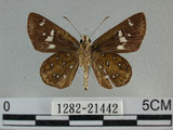 中文名:狹翅弄蝶(1282-21442)學名:Isoteinon lamprospilus formosanus Fruhstorfer, 1911(1282-21442)