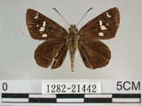 中文名:狹翅弄蝶(1282-21442)學名:Isoteinon lamprospilus formosanus Fruhstorfer, 1911(1282-21442)