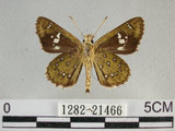 中文名:狹翅弄蝶(1282-21466)學名:Isoteinon lamprospilus formosanus Fruhstorfer, 1911(1282-21466)