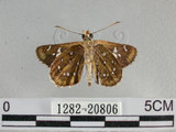 中文名:狹翅弄蝶(1282-20806)學名:Isoteinon lamprospilus formosanus Fruhstorfer, 1911(1282-20806)