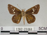 中文名:狹翅弄蝶(1282-21084)學名:Isoteinon lamprospilus formosanus Fruhstorfer, 1911(1282-21084)