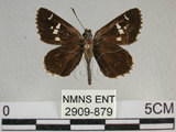 中文名:狹翅弄蝶(2909-879)學名:Isoteinon lamprospilus formosanus Fruhstorfer, 1911(2909-879)