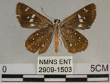 中文名:狹翅弄蝶(2909-1503)學名:Isoteinon lamprospilus formosanus Fruhstorfer, 1911(2909-1503)