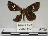中文名:狹翅弄蝶(2909-349)學名:Isoteinon lamprospilus formosanus Fruhstorfer, 1911(2909-349)