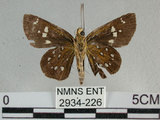 中文名:狹翅弄蝶(2934-226)學名:Isoteinon lamprospilus formosanus Fruhstorfer, 1911(2934-226)