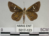 中文名:狹翅弄蝶(5017-123)學名:Isoteinon lamprospilus formosanus Fruhstorfer, 1911(5017-123)