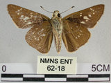 中文名:尖翅褐弄蝶 (62-18)學名:Pelopidas agna (Moore, 1866) (62-18)