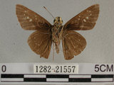 中文名:尖翅褐弄蝶(1282-21557)學名:Pelopidas agna (Moore, 1866)(1282-21557)