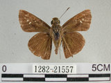 中文名:尖翅褐弄蝶(1282-21557)學名:Pelopidas agna (Moore, 1866)(1282-21557)