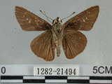 中文名:尖翅褐弄蝶(1282-21494)學名:Pelopidas agna (Moore, 1866)(1282-21494)