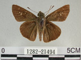 中文名:尖翅褐弄蝶(1282-21494)學名:Pelopidas agna (Moore, 1866)(1282-21494)