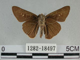 中文名:尖翅褐弄蝶(1282-18497)學名:Pelopidas agna (Moore, 1866)(1282-18497)