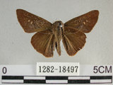 中文名:尖翅褐弄蝶(1282-18497)學名:Pelopidas agna (Moore, 1866)(1282-18497)