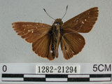 中文名:尖翅褐弄蝶(1282-21294)學名:Pelopidas agna (Moore, 1866)(1282-21294)