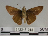 中文名:尖翅褐弄蝶(1282-21213)學名:Pelopidas agna (Moore, 1866)(1282-21213)