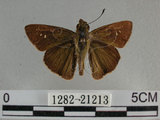 中文名:尖翅褐弄蝶(1282-21213)學名:Pelopidas agna (Moore, 1866)(1282-21213)