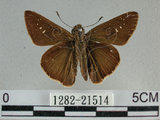 中文名:尖翅褐弄蝶(1282-21514)學名:Pelopidas agna (Moore, 1866)(1282-21514)