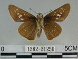 中文名:尖翅褐弄蝶(1282-21250)學名:Pelopidas agna (Moore, 1866)(1282-21250)