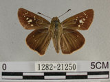 中文名:尖翅褐弄蝶(1282-21250)學名:Pelopidas agna (Moore, 1866)(1282-21250)