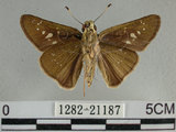 中文名:尖翅褐弄蝶(1282-21187)學名:Pelopidas agna (Moore, 1866)(1282-21187)