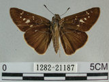 中文名:尖翅褐弄蝶(1282-21187)學名:Pelopidas agna (Moore, 1866)(1282-21187)