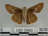 中文名:尖翅褐弄蝶(1282-20802)學名:Pelopidas agna (Moore, 1866)(1282-20802)