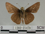 中文名:尖翅褐弄蝶(1282-21470)學名:Pelopidas agna (Moore, 1866)(1282-21470)