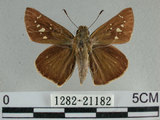 中文名:尖翅褐弄蝶(1282-21182)學名:Pelopidas agna (Moore, 1866)(1282-21182)