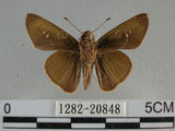 中文名:尖翅褐弄蝶(1282-20848)學名:Pelopidas agna (Moore, 1866)(1282-20848)