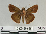 中文名:尖翅褐弄蝶(1282-20848)學名:Pelopidas agna (Moore, 1866)(1282-20848)