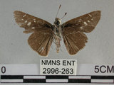 中文名:尖翅褐弄蝶(2996-263)學名:Pelopidas agna (Moore, 1866)(2996-263)