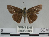 中文名:尖翅褐弄蝶(2996-263)學名:Pelopidas agna (Moore, 1866)(2996-263)