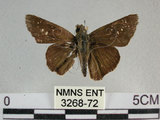 中文名:尖翅褐弄蝶(3268-72)學名:Pelopidas agna (Moore, 1866)(3268-72)