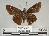 中文名:黑紋弄蝶(2756-181)學名:Caltoris cahira austeni (Moore, 1883) (2756-181)