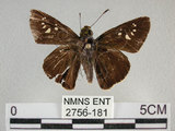 中文名:黑紋弄蝶(2756-181)學名:Caltoris cahira austeni (Moore, 1883) (2756-181)