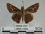 中文名:黑紋弄蝶(2909-1302)學名:Caltoris cahira austeni (Moore, 1883)(2909-1302)