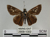中文名:黑紋弄蝶(2909-1302)學名:Caltoris cahira austeni (Moore, 1883)(2909-1302)