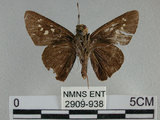 中文名:黑紋弄蝶(2909-938)學名:Caltoris cahira austeni (Moore, 1883)(2909-938)