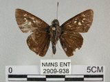 中文名:黑紋弄蝶(2909-938)學名:Caltoris cahira austeni (Moore, 1883)(2909-938)