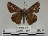 中文名:黑紋弄蝶(2909-1497)學名:Caltoris cahira austeni (Moore, 1883)(2909-1497)