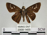 中文名:黑紋弄蝶(2909-1455)學名:Caltoris cahira austeni (Moore, 1883)(2909-1455)