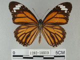 中文名:黑脈樺斑蝶(虎斑蝶) (1282-18919)學名:Danaus genutia Cramer, 1779 (1282-18919)