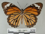 中文名:黑脈樺斑蝶(虎斑蝶)(1282-18072)學名:Danaus genutia Cramer, 1779(1282-18072)