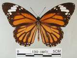 中文名:黑脈樺斑蝶(虎斑蝶)(1282-18072)學名:Danaus genutia Cramer, 1779(1282-18072)