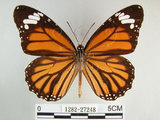中文名:黑脈樺斑蝶(虎斑蝶)(1282-27248)學名:Danaus genutia Cramer, 1779(1282-27248)