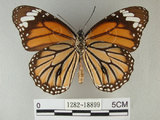 中文名:黑脈樺斑蝶(虎斑蝶)(1282-18899)學名:Danaus genutia Cramer, 1779(1282-18899)