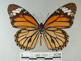 中文名:黑脈樺斑蝶(虎斑蝶)(1282-17271)學名:Danaus genutia Cramer, 1779(1282-17271)